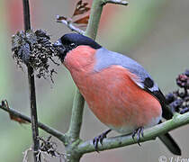 Eurasian Bullfinch