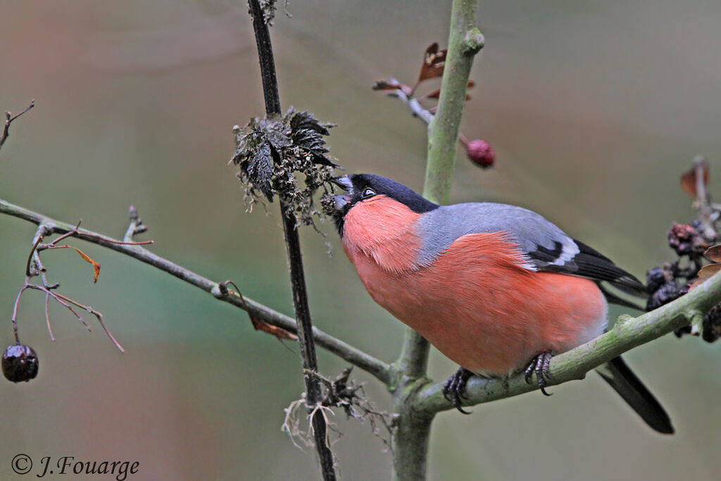 Eurasian Bullfinch male adult, identification, feeding habits, Behaviour