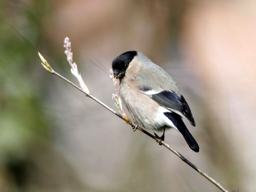 Eurasian Bullfinch female adult