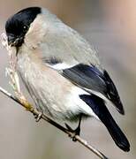 Eurasian Bullfinch