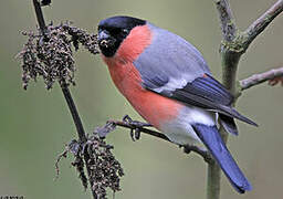 Eurasian Bullfinch