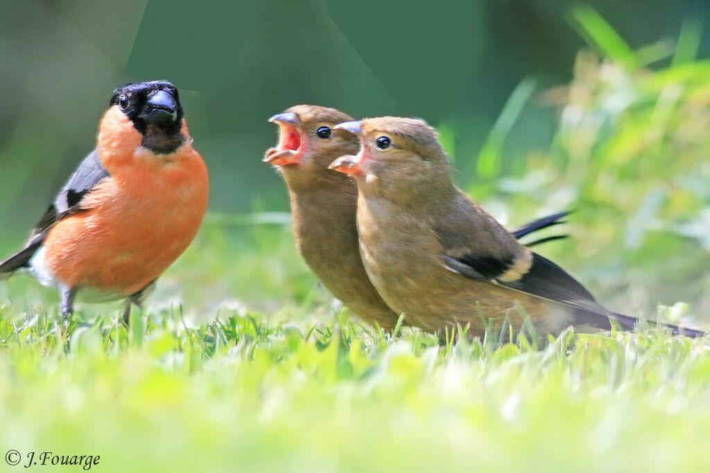 Eurasian Bullfinch, Reproduction-nesting, Behaviour