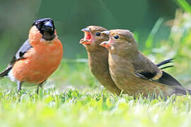 Eurasian Bullfinch