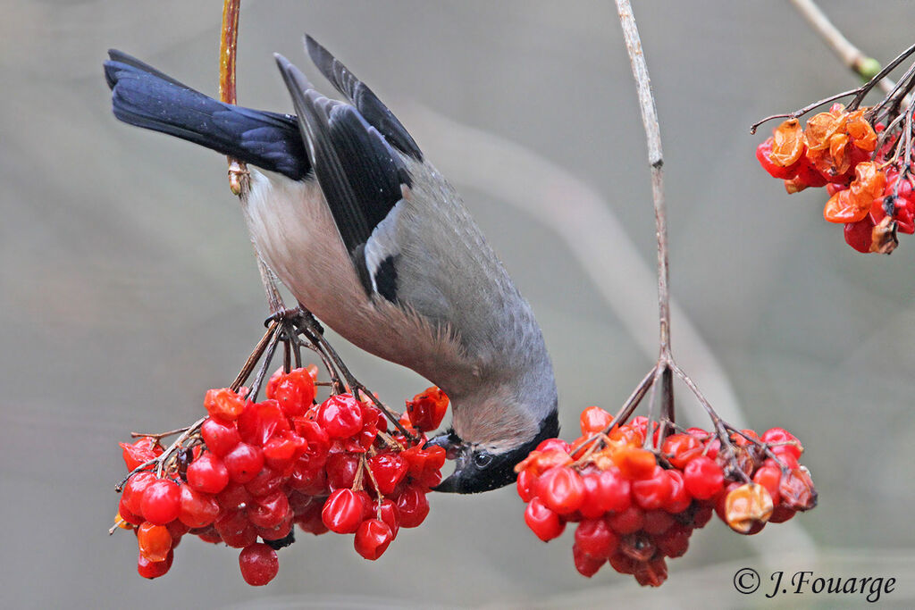 Eurasian Bullfinch female, identification, feeding habits, Behaviour