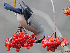 Eurasian Bullfinch