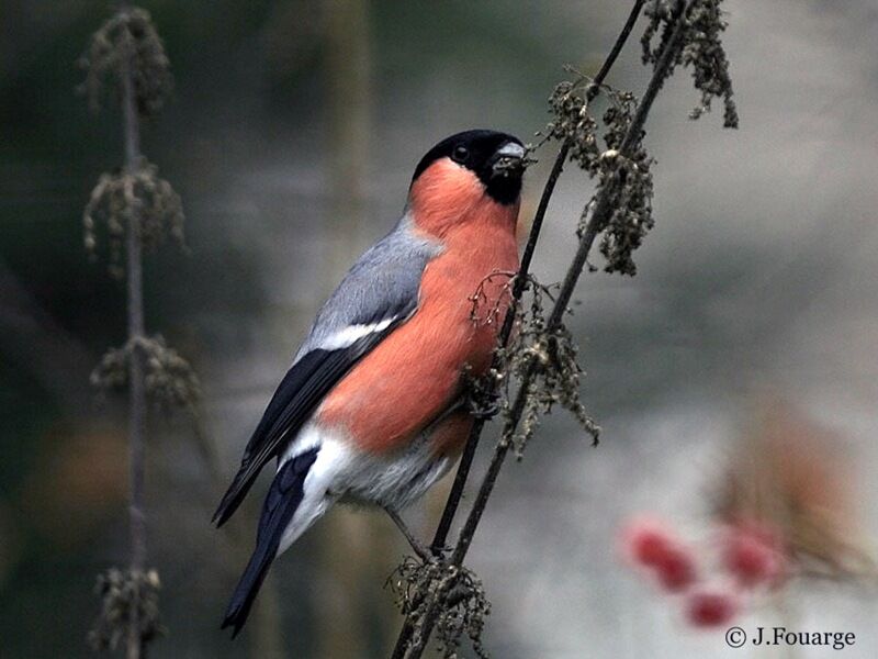 Eurasian Bullfinch