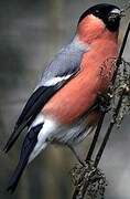 Eurasian Bullfinch