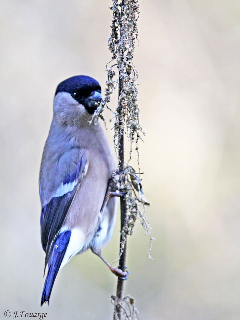 Eurasian Bullfinch female, identification, feeding habits, Behaviour