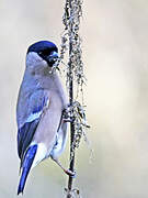 Eurasian Bullfinch