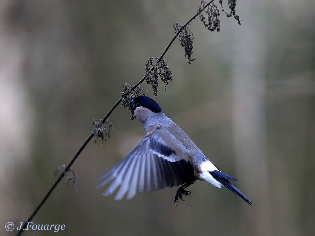 Eurasian Bullfinch female