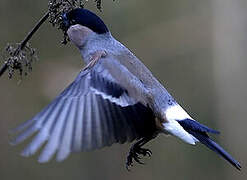 Eurasian Bullfinch