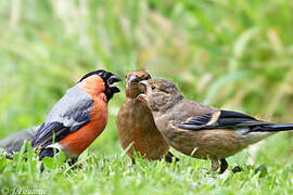 Eurasian Bullfinch