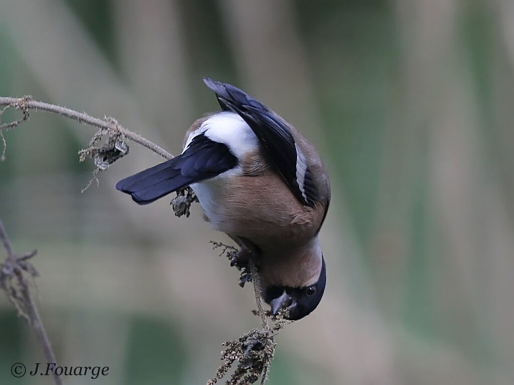 Eurasian Bullfinch female