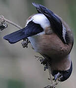 Eurasian Bullfinch