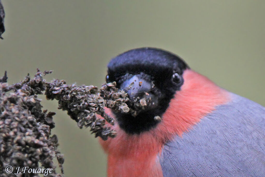 Eurasian Bullfinch male adult, identification, feeding habits, Behaviour