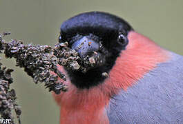 Eurasian Bullfinch