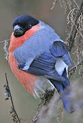 Eurasian Bullfinch