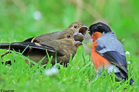 Eurasian Bullfinch