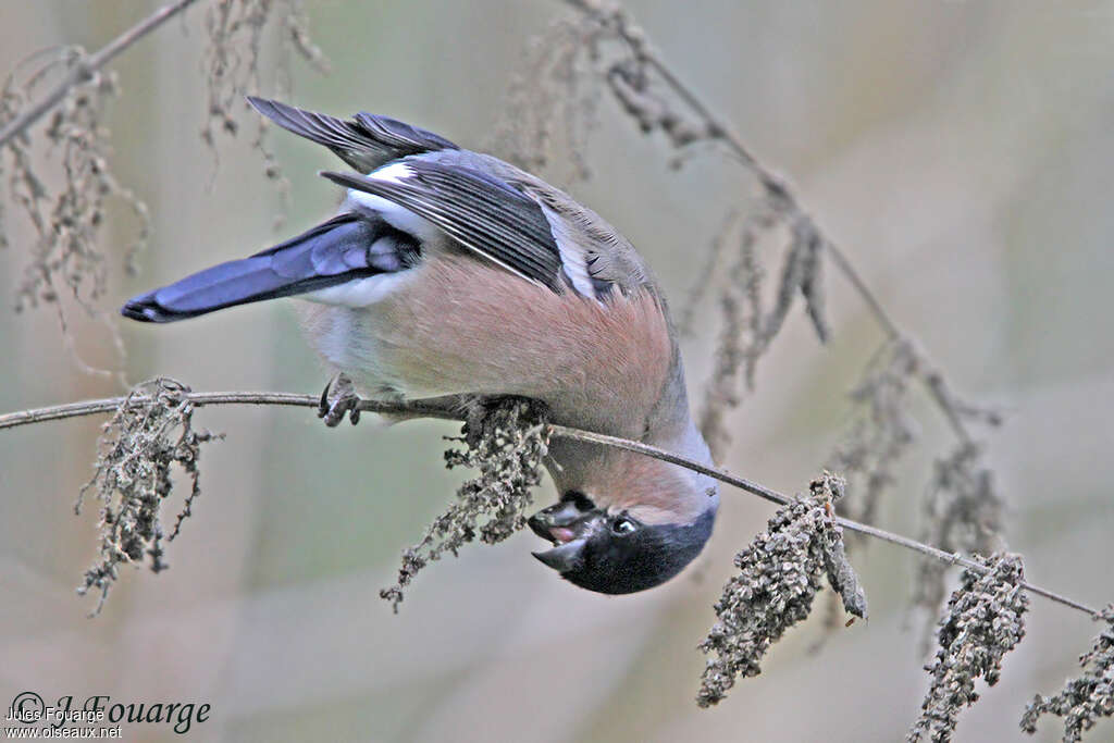 Eurasian Bullfinch female adult, pigmentation, feeding habits, eats, Behaviour