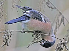 Eurasian Bullfinch