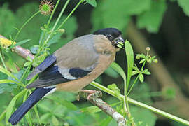 Eurasian Bullfinch