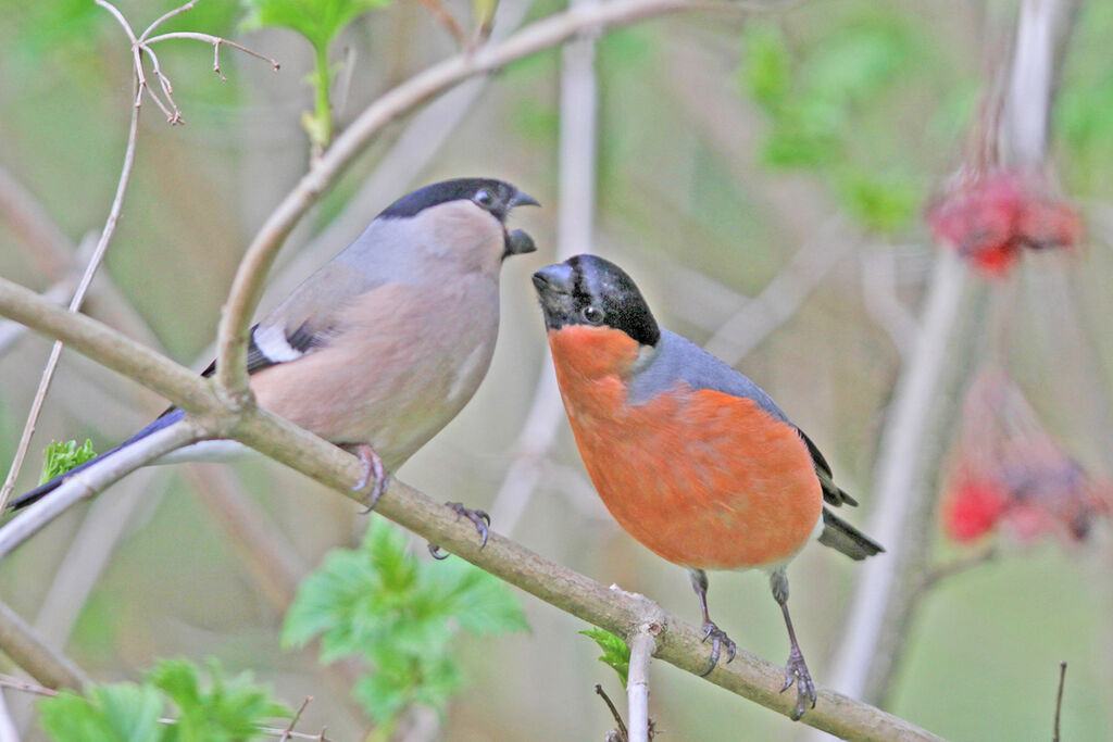 Eurasian Bullfinch , identification, Behaviour