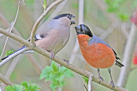 Eurasian Bullfinch