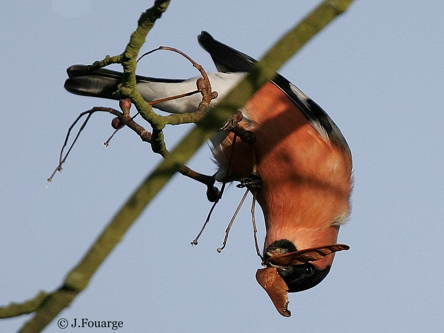 Eurasian Bullfinch male