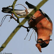 Eurasian Bullfinch