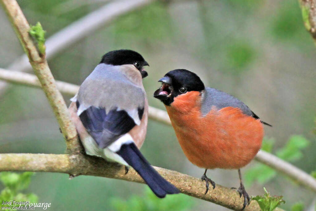 Eurasian Bullfinchadult, Behaviour