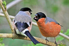 Eurasian Bullfinch