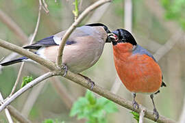 Eurasian Bullfinch