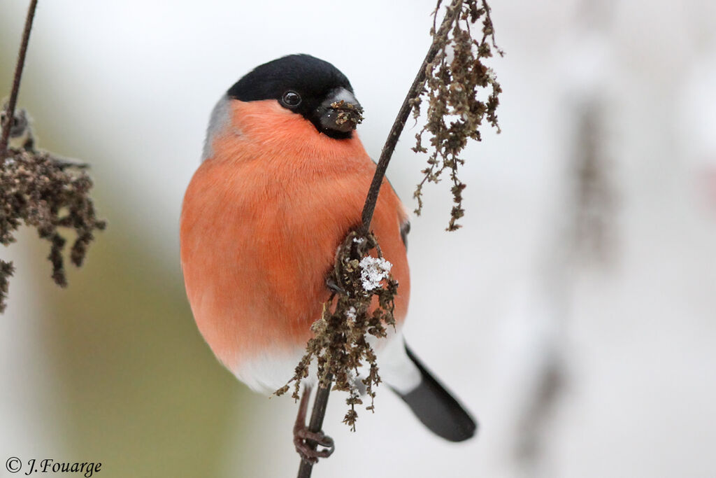 Eurasian Bullfinch male adult, identification, feeding habits, Behaviour