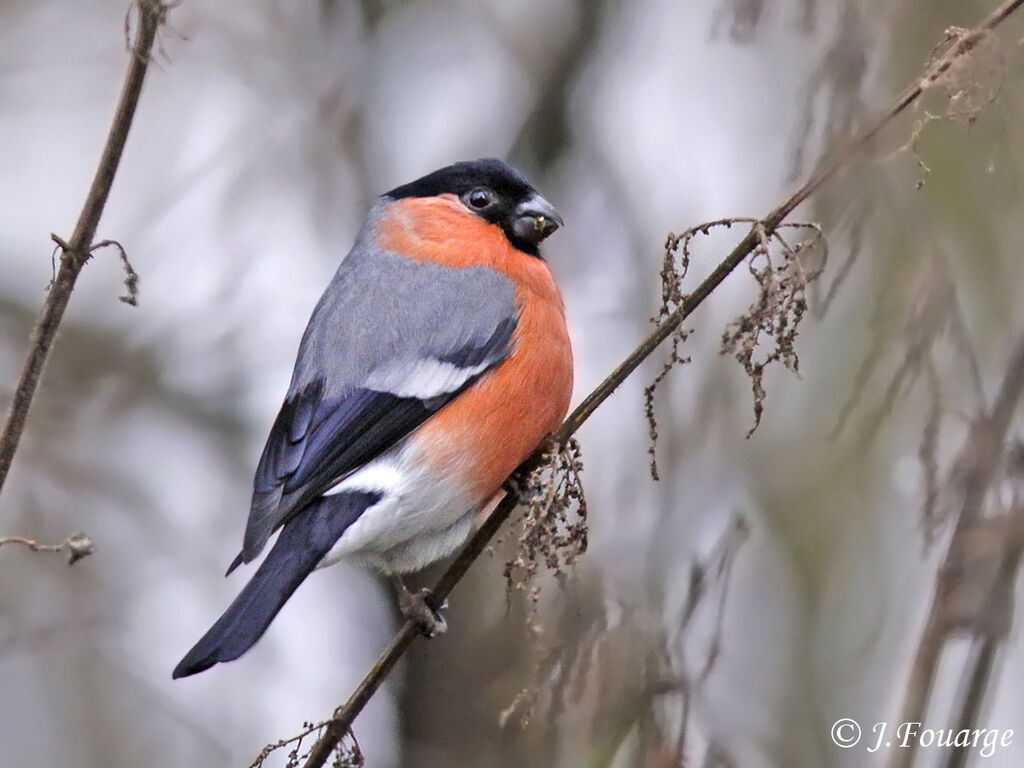 Eurasian Bullfinch male, feeding habits