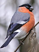 Eurasian Bullfinch