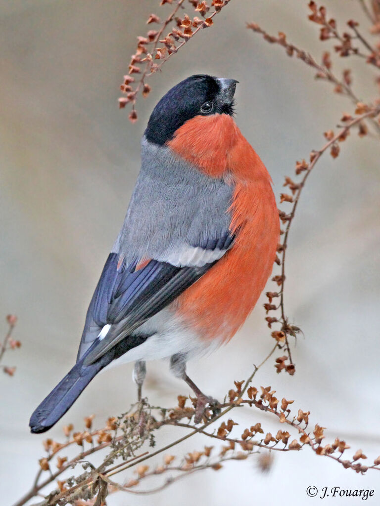 Eurasian Bullfinch