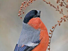 Eurasian Bullfinch