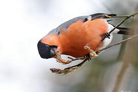 Eurasian Bullfinch