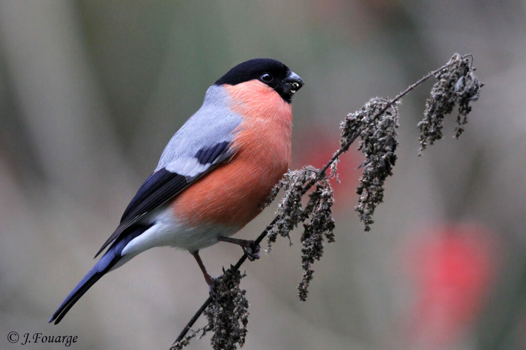 Eurasian Bullfinch male adult, identification, feeding habits, Behaviour