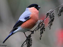 Eurasian Bullfinch