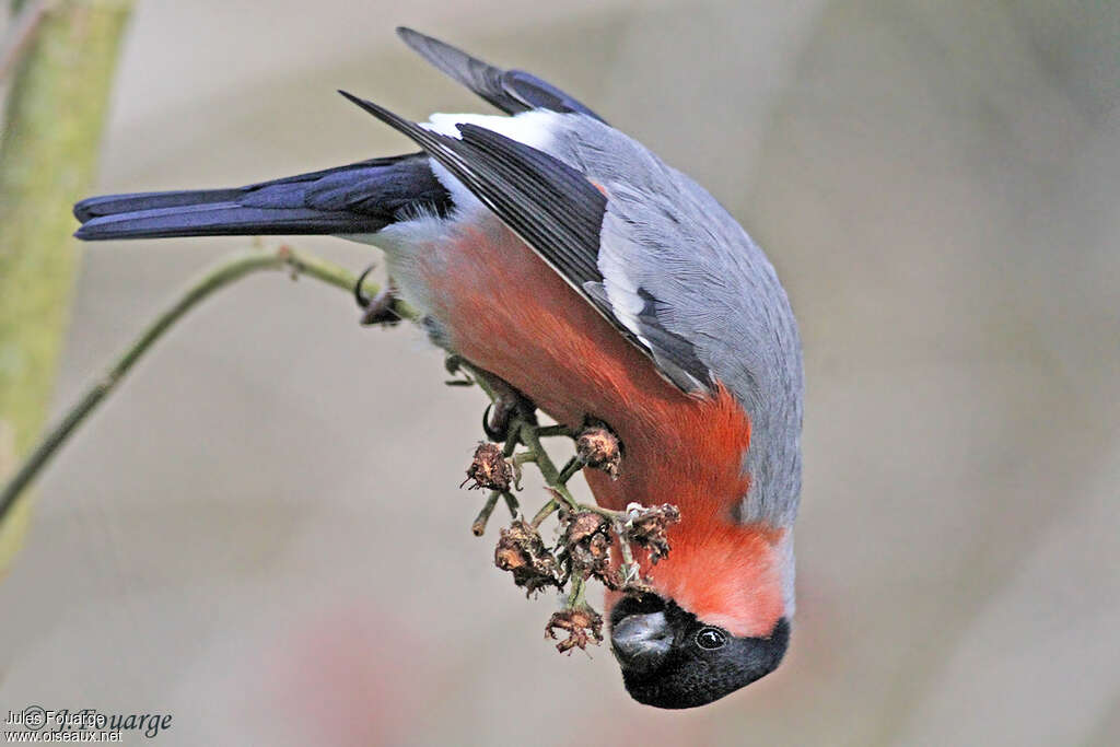 Eurasian Bullfinch male adult, pigmentation, feeding habits, Behaviour