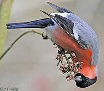 Eurasian Bullfinch