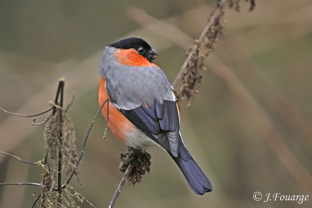 Eurasian Bullfinch male, feeding habits