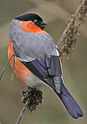 Eurasian Bullfinch