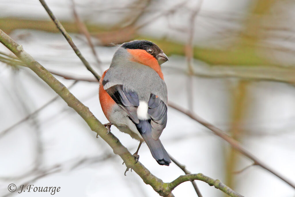 Eurasian Bullfinch male adult, identification