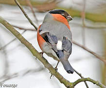 Eurasian Bullfinch