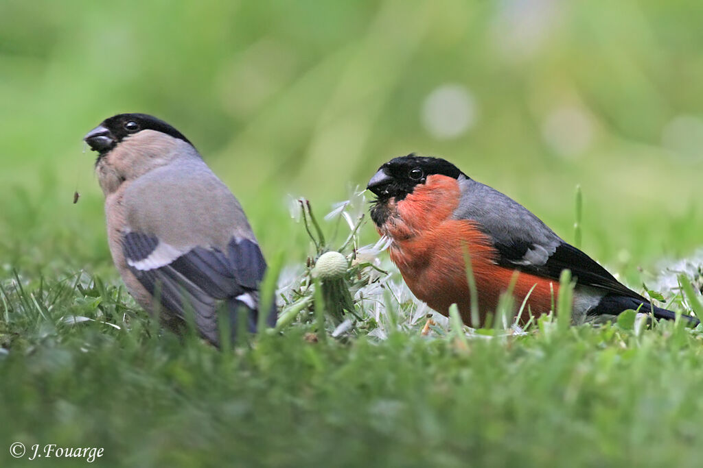 Eurasian Bullfinch , identification, feeding habits, Behaviour