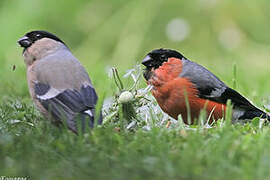 Eurasian Bullfinch