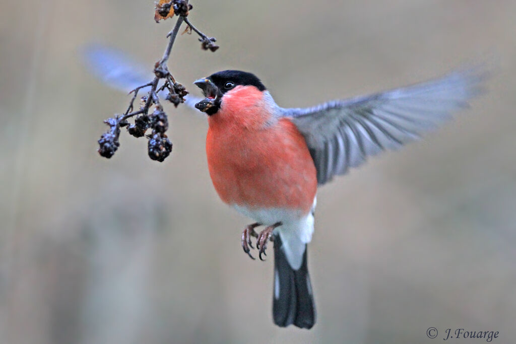 Eurasian Bullfinchadult, Flight, feeding habits, Behaviour