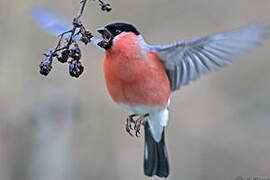 Eurasian Bullfinch